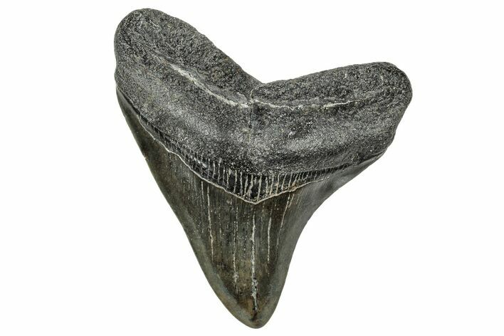 Fossil Megalodon Tooth - South Carolina #327571